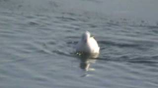 Ivory Gull