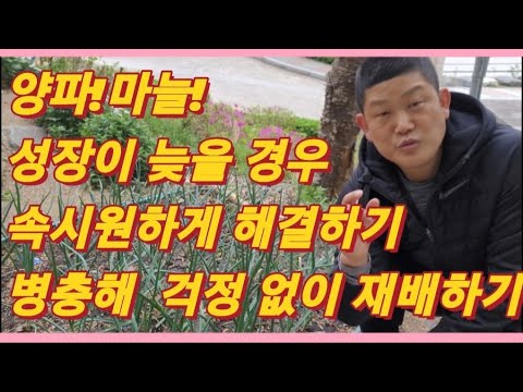 텃밭농사 양파, 마늘 성장이 늦을 경우 속시원하게 해결하는 방법/양파, 마늘 병충해 없이 재배하는 방법/How to get garlic , onion growth fast