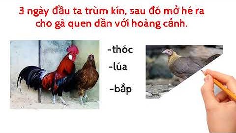 hướng dẫn thuần gà rừng khi mới bẫy về theo phương pháp ép mái. #2