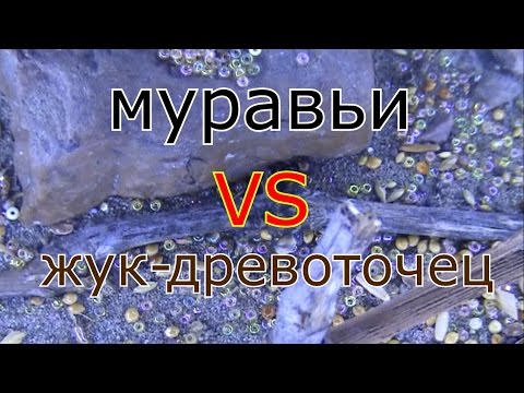 Муравьи VS Жук-древоточец