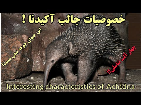 تصویری: زیست شناس حیوانی چه نام دارد؟