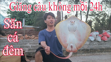 Săn cá đêm gần bờ cá đuối to | Giăng câu không mồi 24h # Hải 86 vlog
