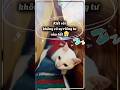 Không có sự riêng tư nào hết 😾 #funnyshorts #funnypets #bossmèo #pets #cat #meow #takeabreak
