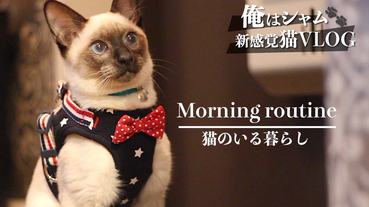 シャム猫と主人のモーニングルーティン 猫の気持ち My Morning Routine With A Cat Youtube