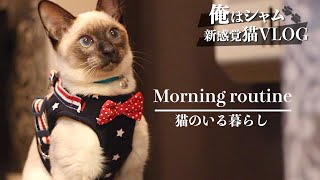 My morning routine with a cat【Eng sub】What cat think