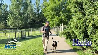 MCC Dog Obedience Bootcamp Update Video (07-13-2026)