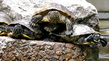 Red-eared slider turtles in pond swimming and resting on top of each other - Trachemys scripta