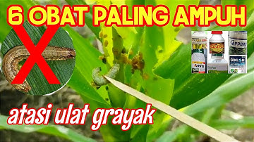 6 OBAT ULAT PALING AMPUH!!! INSEKTISIDA UNTUK ULAT JAGUNG