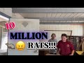 Tack room clean out… RATS!!! | Lia Nicole
