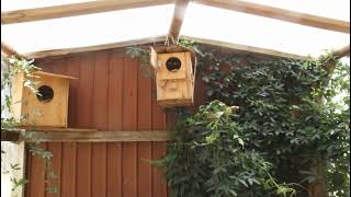 Danny the Brushtail Possum - Brushtail Scream screenshot 3
