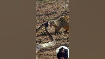 Mongoose vs Snake: Nature’s Masterclass in Speed, Strategy, and Survival