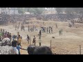 Chatrapatti Jallikattu Live