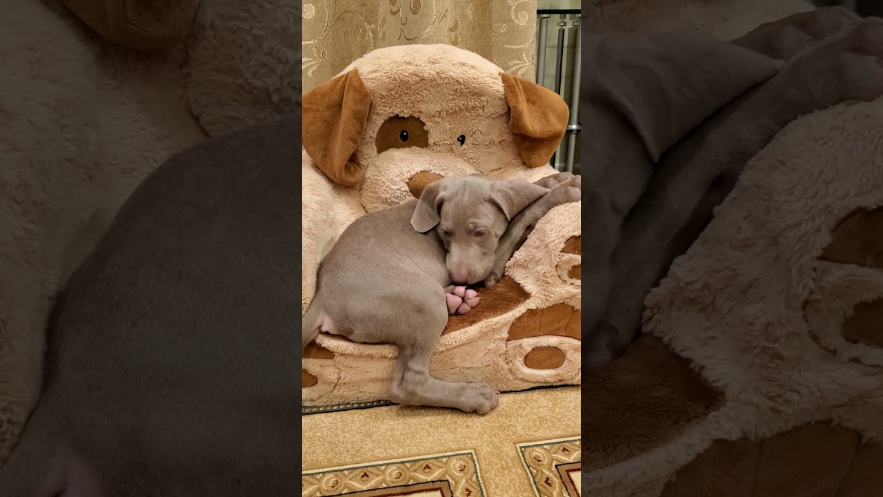 Weim vs Pom: Who is Cuter? 😍🐶 