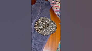 Coastal Carpet Python removed from a home at midnight #snakevideo #snake #reptiles #snakecatcher