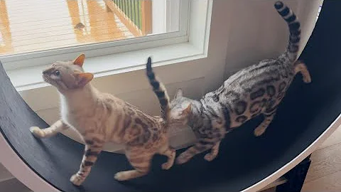 Watch the video about BEST cat wheel video EVER!