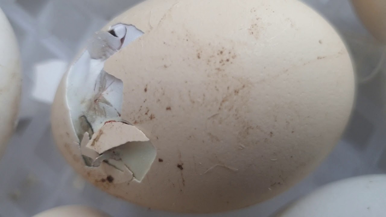 How does a chick come from an egg. Hoe komt een kuiken uit een ei YouTube