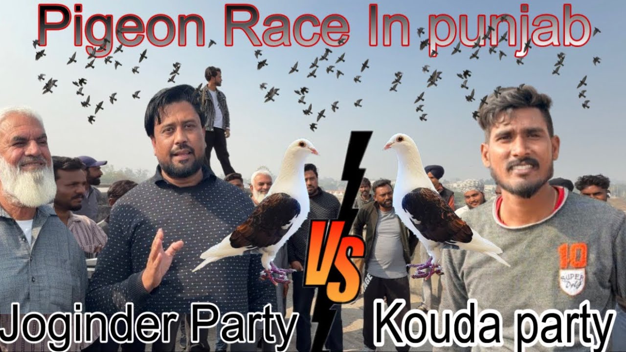 25 kabuttro ko mukbla 24 November 2025 in Punjab 😍 yeh mukalba ka shonk bhi hua khrab 