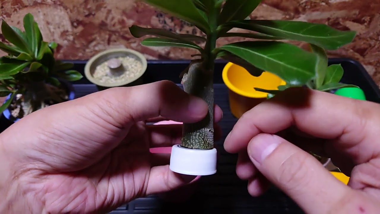 雑で簡単なタコ足アデニウムの作り方