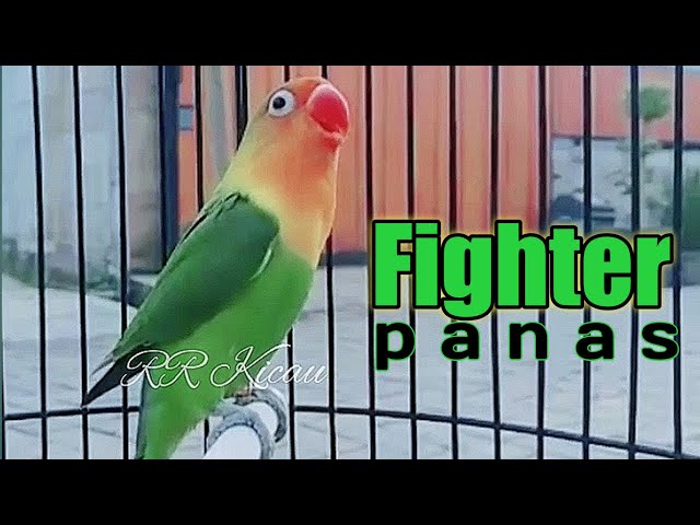 masteran lovebird fighter ngekek panjang di jamin topcer bikin lb fighter kembali gacor class=