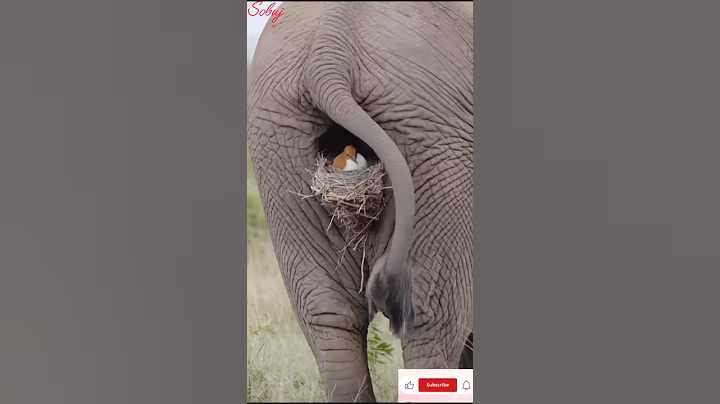 A bird's nest in an elephant's stomach 🐘💯 #amazon #short #birds #elephant #respect #ai #india