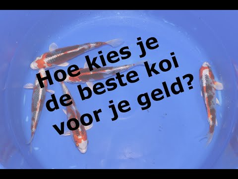 Video: Hoe Kies Je Een Hotel Voor Een Huisdier?