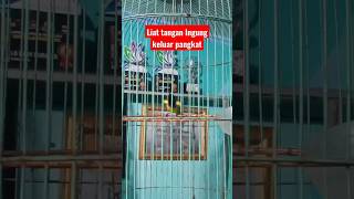 Download Lagu sogon gacor ngeleper !!! MP3