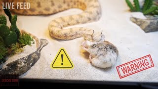 Venomous Snake's Euthanising Prey : *WARNING* LIVE FEED