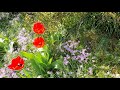 Schrebergarten in Deutschland. Blumen. 4K 3840x2160 (60fps) Video ohne Ton