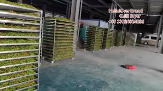 Hot Sale Dried Chili Dryer Dry Red Chilli Drying Machine Price Red Chilli Dryer Machine Chilli Dryer