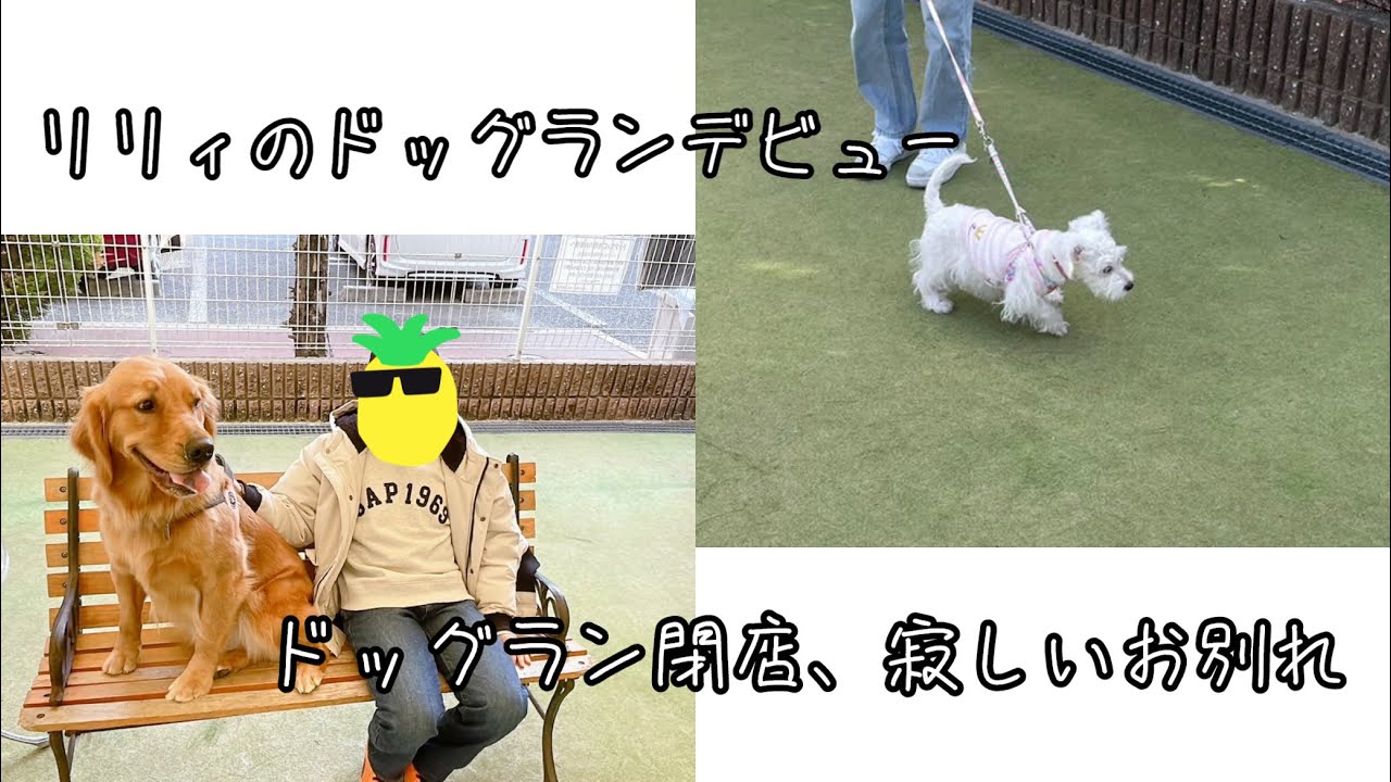 ドッグランが閉店しちゃう！明日からどないする⁈Lily's dog run debut and dog run closing date
