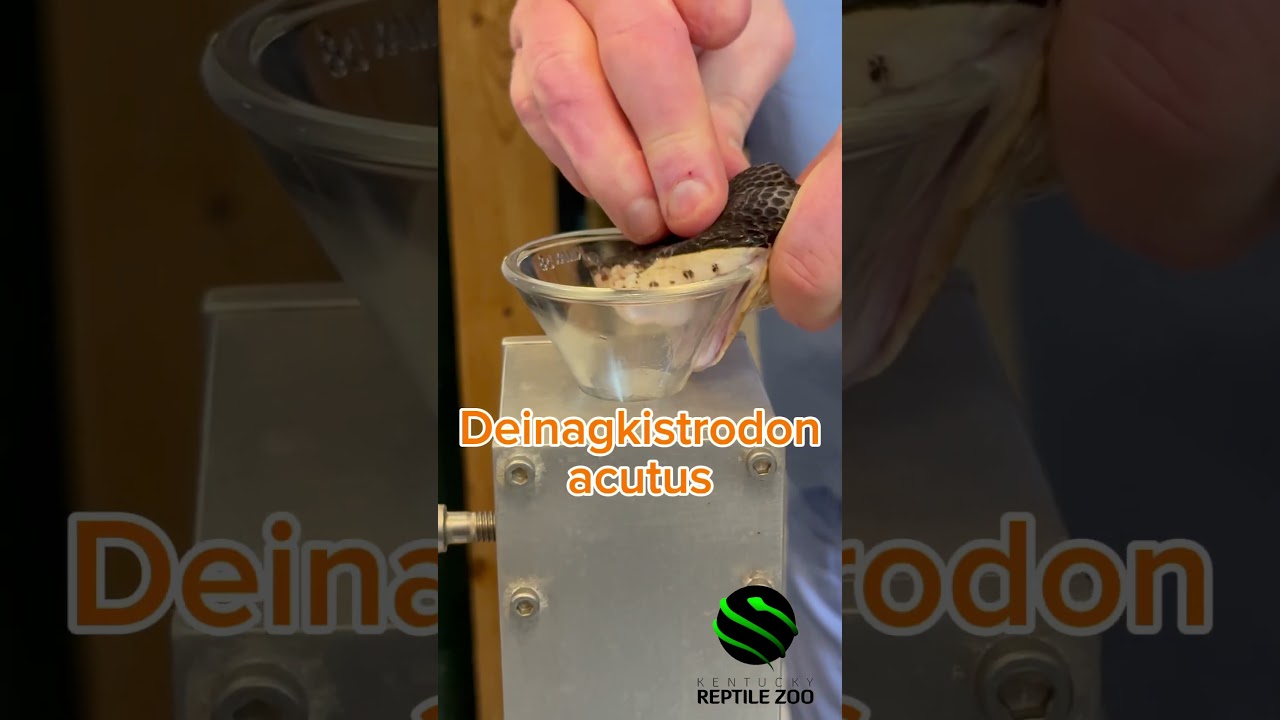 Sharp nosed pit viper venom extractions. 