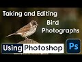 Taking and editing Bird photographs using the Nikon Z6ii and photoshop