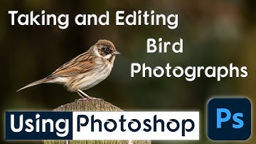 Taking and editing Bird photographs using the Nikon Z6ii and photoshop
