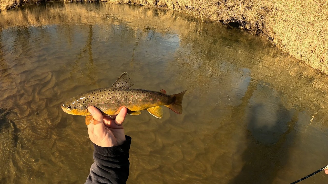 Wisconsin Trout Fishing - 3/1/2026