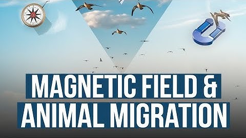 How Animals Navigate Earth
