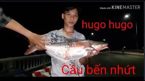 Câu cá tra sông cầu bến nhứt giồng riềng