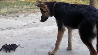 German Shepherd Dog vs RC Spider Toy  Dog Scared by Toy