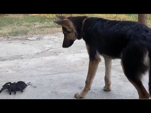 rc german shepherd