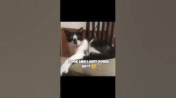 Lazy cat 😺  #fyp #foryou #fypyoutube #fypage #funnyvideo #funny #cat #cats #pets #animals #subscribe