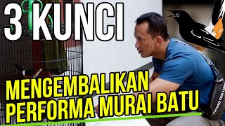 Tutorial Mengembalikan Performan Murai Batu