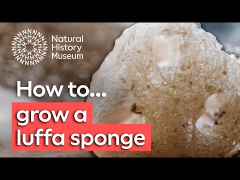 How to grow a luffa sponge | Natural History Museum Instructional Video