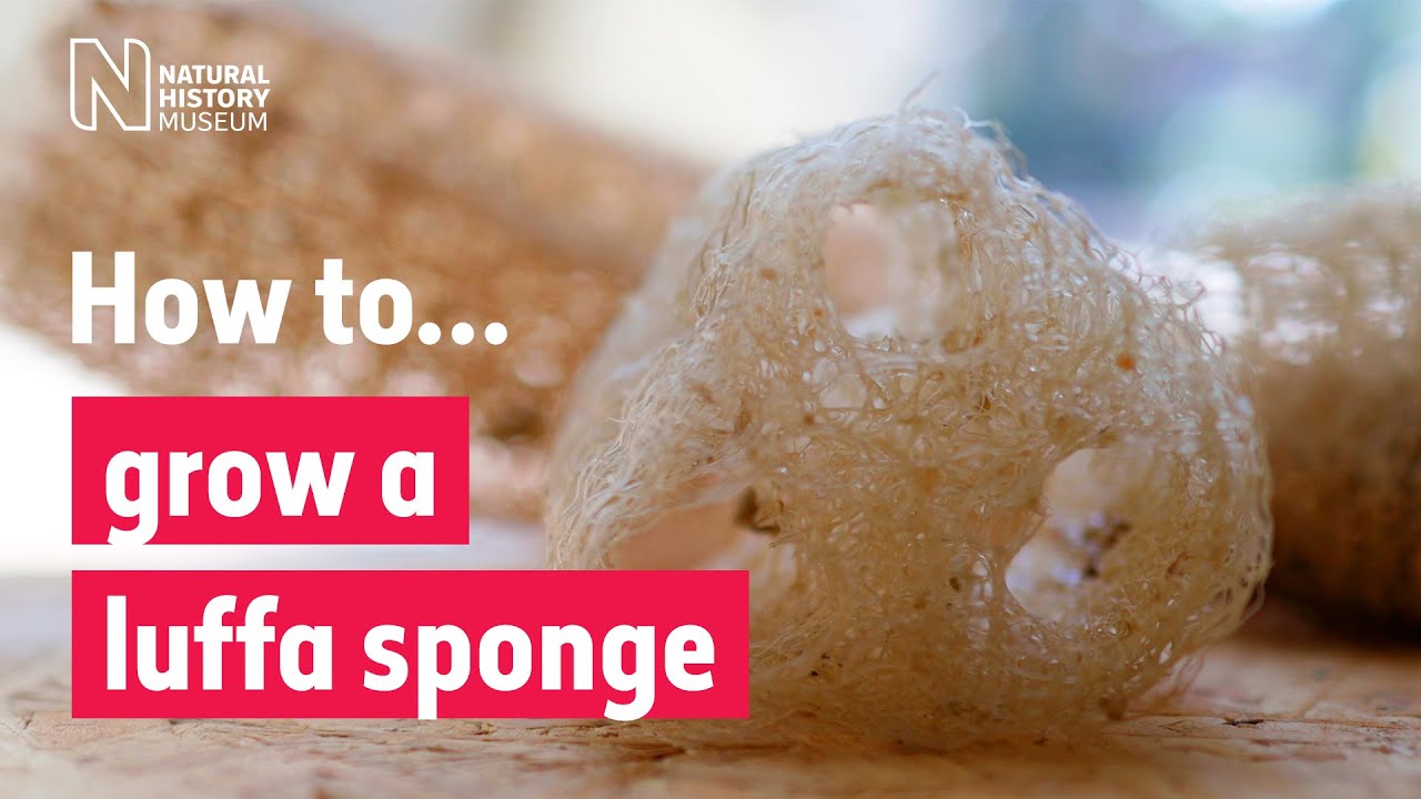 How To Grow Your Natural Sponge and Eat It too - A Piece Of Rainbow