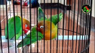 100% AMPUH PANCING JEBOL BIRAHI BUNYI LOVEBIRD JANTAN DAN BETINA EMOSI