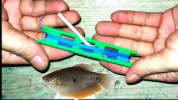 Câu Cá Sặc Đồng? | Cách Làm Bộ Dây,Phao,Lưỡi Câu Cá Sặc Đồng Không Tốn Tiền | Nguyên Vlog#6