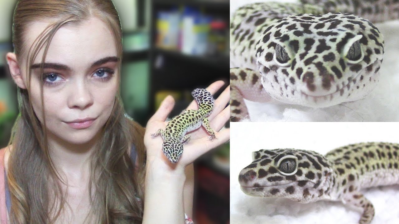 Watch This Before Getting A Leopard Gecko Youtube