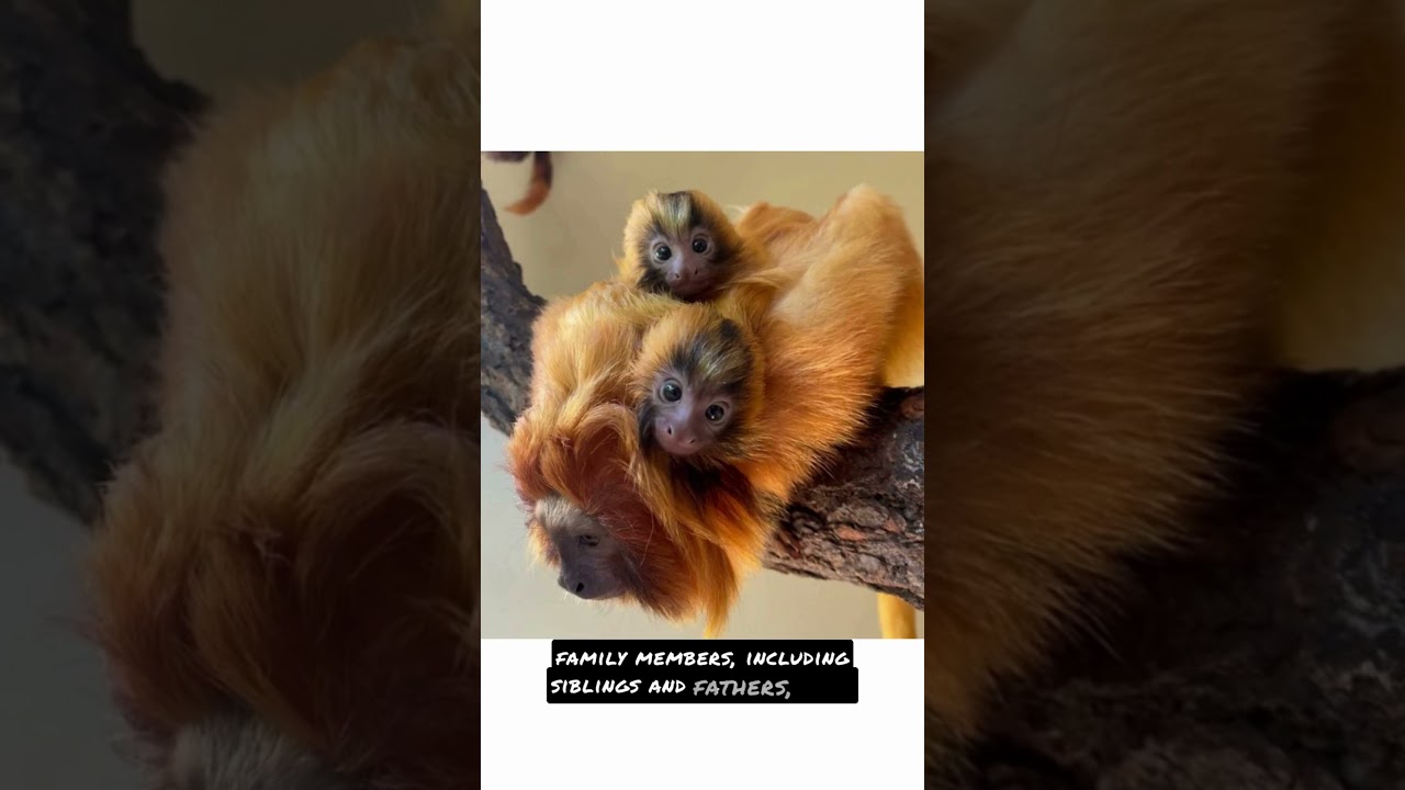 Golden Lion Tamarin Fun Fact 