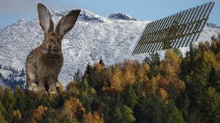 Значение ушей в жизни кролика Значение ушей в жизни кролика