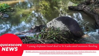 7 young elephants found dead in Sri Lanka amid monsoon flooding