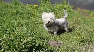 West Highland White Terrier (Westie) Bobby. Job is job