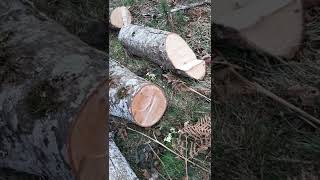 ENFERMEDAD DE LOS FRESNOS EN ASTURIAS (V). ASH DISEASE